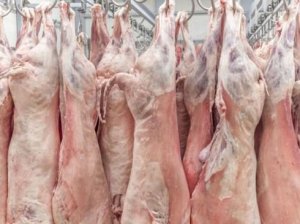 tusze-i-poltusze-owcze